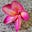 Urvi Patel's avatar