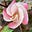 Patricia Lipscomb's avatar