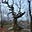 Rooted Musings's avatar