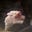 freethebunnies's avatar
