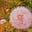 Pink Dandelion's avatar