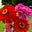 Diane Phipps's avatar