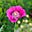 Pom Shillingford's avatar