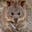 Quokka's avatar