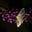 the moth's avatar