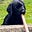 Pete Aird's avatar