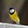 Ziggy's avatar