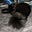 Esme Von Murder Paws's avatar