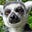 Old dog's avatar