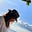 A.H's avatar
