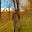 The Cunning Farmer's avatar