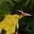 RiaVanitas's avatar