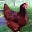 pequeña mamá gallina roja's avatar
