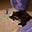 Cat Fleming / MadCatter's avatar