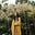 Sarah Faith Gottesdiener's avatar