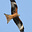 Applied Insignificance's avatar