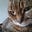 Sharneycats's avatar