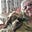 Carol Rowe's avatar