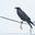 Federico Calboli's avatar