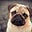 not_a_pug762's avatar