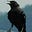 RiverCrow's avatar
