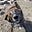 Uncle pooch's avatar