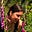 AllySun_Wonderlands's avatar
