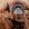 Thoughtful Orangutan's avatar