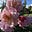 Lillianheirloomroses's avatar