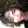 Avatar de Lucyanne Alves