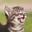 Kitten's avatar