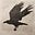 MRaven7's avatar