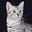 Stacy Y. Cats's avatar