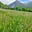Green Living in France's avatar