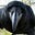 Curious Corvid's avatar