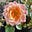 rose to the occasion's avatar