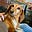 Doxie mom's avatar