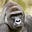 Sir Harambre's avatar