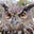 owlpunk's avatar
