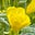 BE NICE's avatar