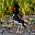 For the birds's avatar