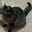 Phantom Cat's avatar