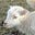 Sacrificial Lamb's avatar