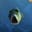 fishpee's avatar