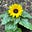 BB's avatar