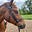 Horseface's avatar