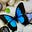 1 Blue Butterfly's avatar