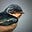 A bird's avatar
