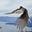 Canada Jay's avatar