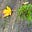 Sarah_Goldflies_Herrle's avatar